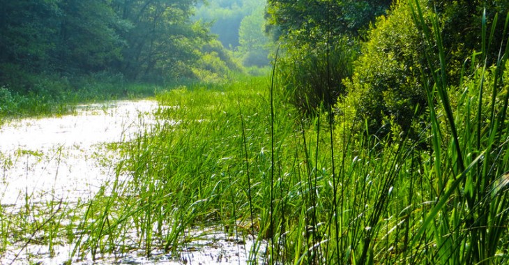 Wody Polskie o obecnej sytuacji hydrologicznej