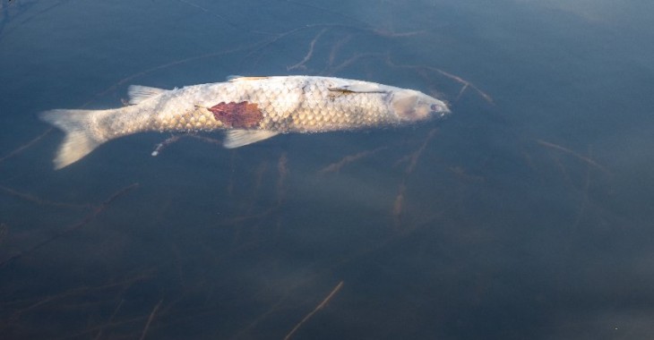 Komunikat w sprawie śniętych ryb w Odrze