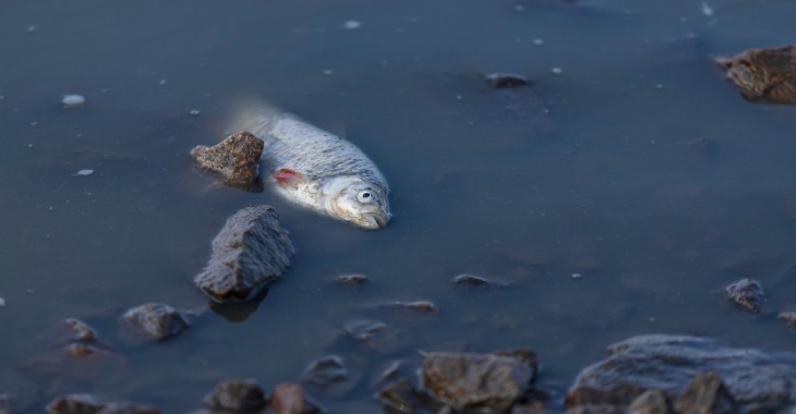 Złote algi nieszkodliwe dla człowieka